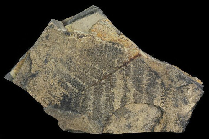 Pennsylvanian Fossil Fern Plate - Kinney Quarry, NM #80491